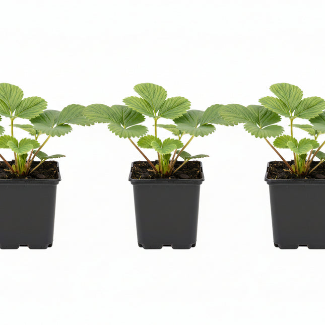 Aardbeienplant Ostara Doordrager in P9 kweekpot