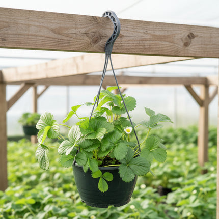 Aardbeienplant in hangpot voor balkon of tuin