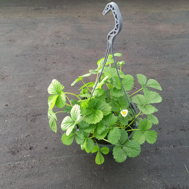 Aardbeien hangplant op de kwekerij