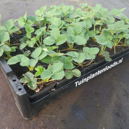 aardbeienplanten in kweekpot in zwarte krat van Tuinplantenloods.nl