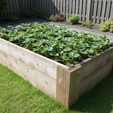 Aardbeien planten Korona in houten moestuinbak in achtertuin