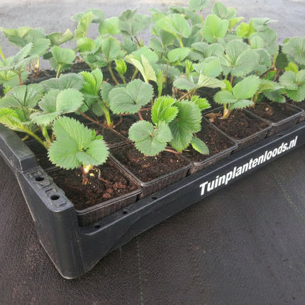 Aardbeienplanten Lambada in zwarte krat van Tuinplantenloods.nl