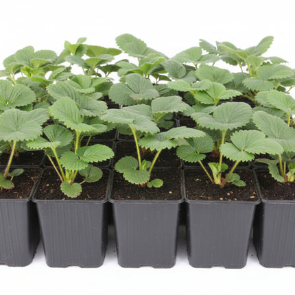 Aardbeiebplanten Lambada in zwart P( kweekpot