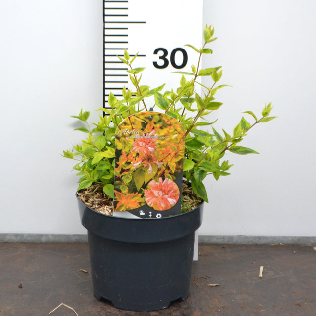 Abelia grandiflora 'Kaleidoscope' 20-30cm