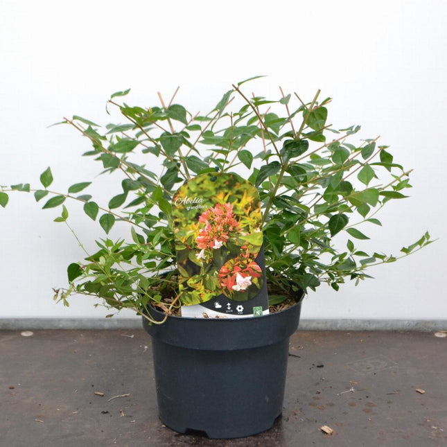 Abelia grandiflora