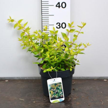 Abelia grandiflora 'Francis Mason' 20-30cm