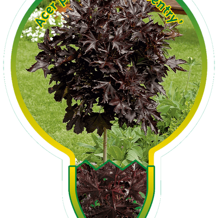 Acer platanoides 'Crimson Sentry' - Rode Esdoorn op stam