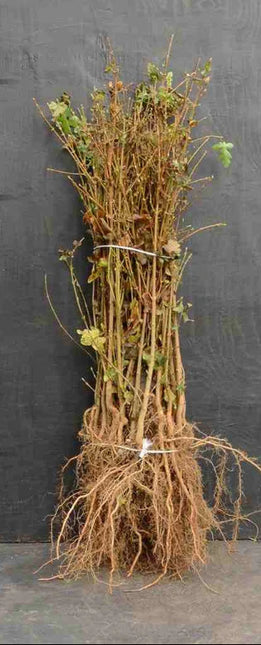 Foto van een bos Acer campestre (veldesdoornhaag) met blote wortel, waarbij meerdere jonge haagplanten samengebonden zijn met kale, vertakte wortels en slanke takken, klaar om als haag aangeplant te worden.