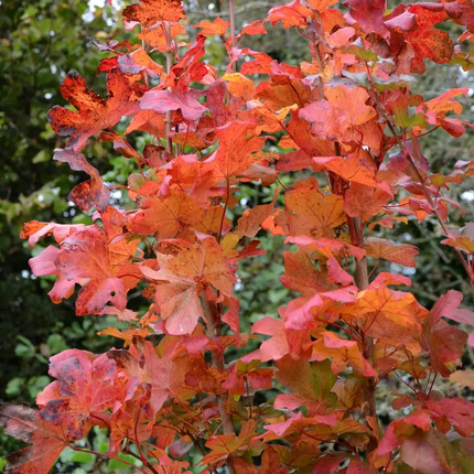 Acer campestre, veldesdoorn met herfstig rood blad