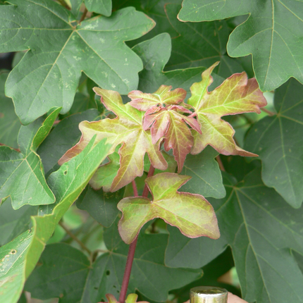 Acer campestre, veldesdoorn met donkergroen nieuw jong blad