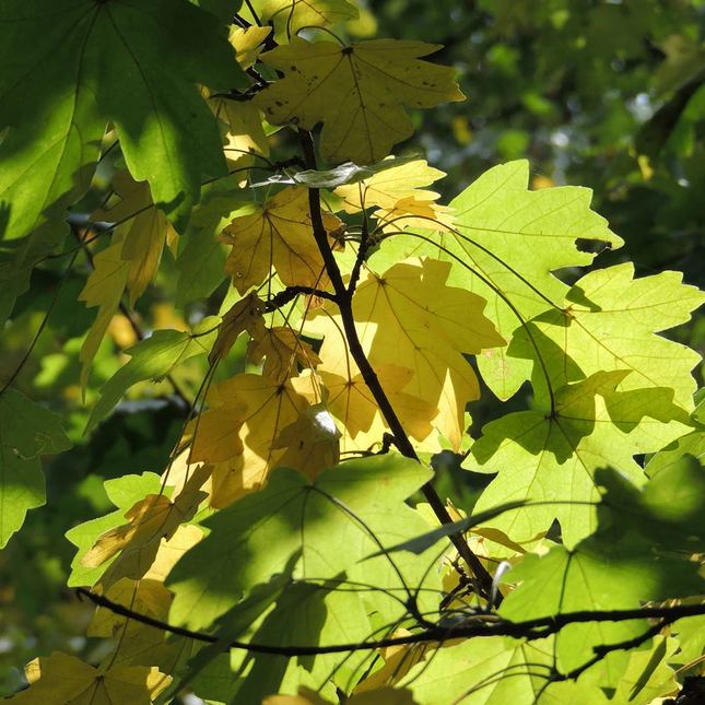 Acer campestre, veldesdoorn met groen geel blad