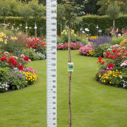 Acer campestre 'Nanum' - Bol-veldesdoorn