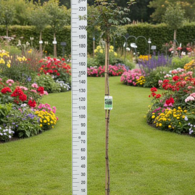 Acer campestre 'Nanum' - Bol-veldesdoorn