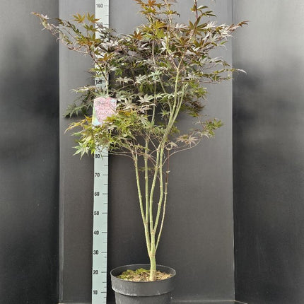 Acer palmatum 'Bloodgood' - Japanse Esdoorn