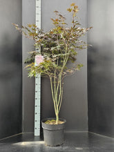 Afbeelding in Gallery-weergave laden, Acer palmatum &#39;Bloodgood&#39; - Japanse Esdoorn
