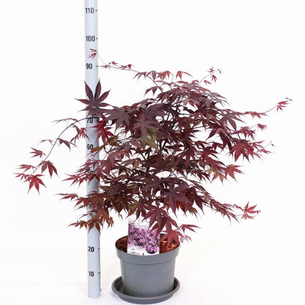 Acer palmatum 'Bloodgood' - Japanse Esdoorn