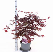 Afbeelding in Gallery-weergave laden, Acer palmatum &#39;Bloodgood&#39; - Japanse Esdoorn
