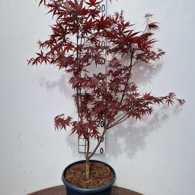 Acer palmatum 'Bloodgood' - Japanse Esdoorn