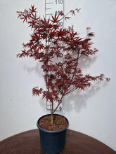 Afbeelding in Gallery-weergave laden, Acer palmatum &#39;Bloodgood&#39; - Japanse Esdoorn
