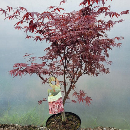 Acer palmatum 'Bloodgood' - Japanse Esdoorn