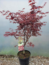 Afbeelding in Gallery-weergave laden, Acer palmatum &#39;Bloodgood&#39; - Japanse Esdoorn

