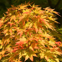 Afbeelding in Gallery-weergave laden, Acer palmatum ‘Sangokaku’ – Japanse esdoorn
