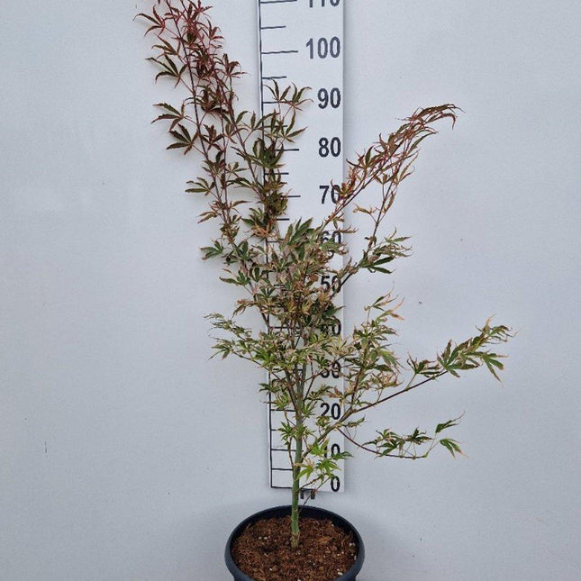Acer palmatum ‘Shirazz’ – Japanse esdoorn (Struik of op stam)