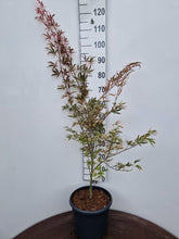 Afbeelding in Gallery-weergave laden, Acer palmatum ‘Shirazz’ – Japanse esdoorn (Struik of op stam)
