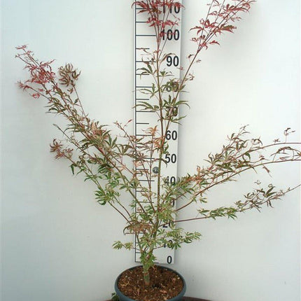 Acer palmatum ‘Shirazz’ – Japanse esdoorn (Struik of op stam)
