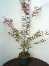Afbeelding in Gallery-weergave laden, Acer palmatum ‘Shirazz’ – Japanse esdoorn (Struik of op stam)

