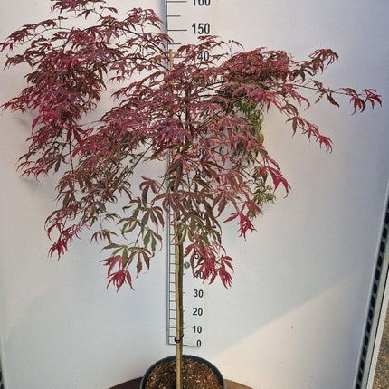 Acer palmatum ‘Shirazz’ – Japanse esdoorn (Struik of op stam)