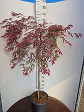 Afbeelding in Gallery-weergave laden, Acer palmatum ‘Shirazz’ – Japanse esdoorn (Struik of op stam)
