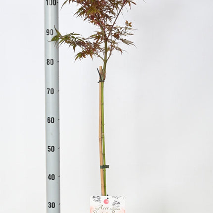 Acer palmatum 'Skeeter's Broom' - Japanse Esdoorn op stam