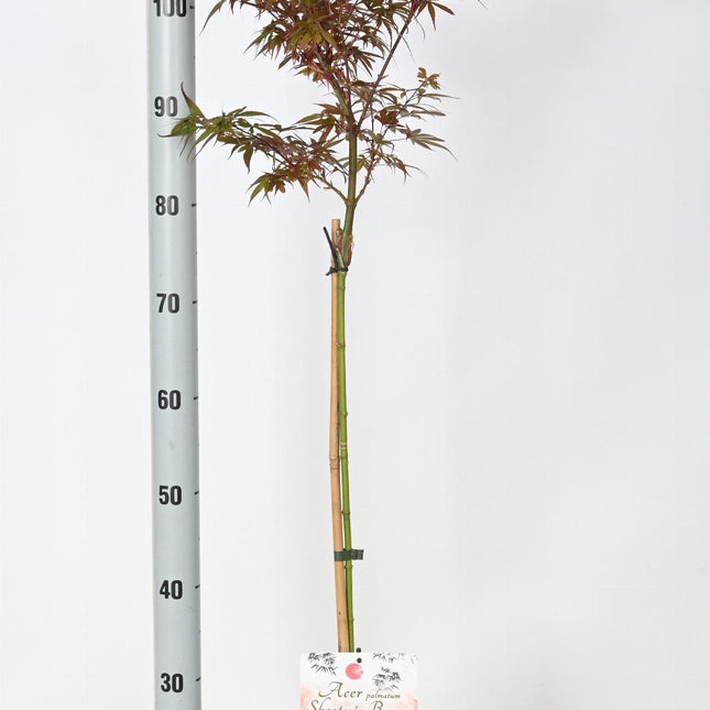 Acer palmatum 'Skeeter's Broom' - Japanse Esdoorn op stam