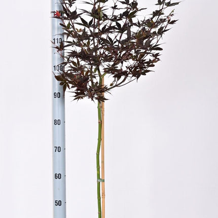 Acer palmatum 'Skeeter's Broom' - Japanse Esdoorn op stam