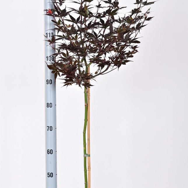 Acer palmatum 'Skeeter's Broom' - Japanse Esdoorn op stam