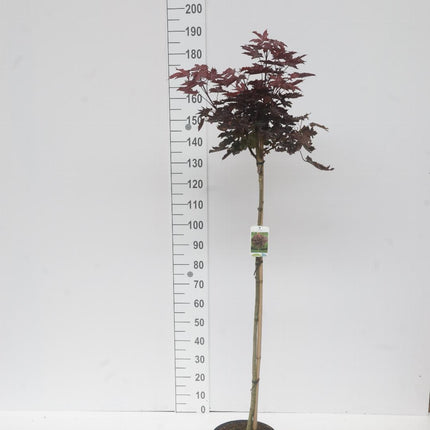 Acer platanoides 'Crimson Sentry' – Rode Noorse Bol-Esdoorn