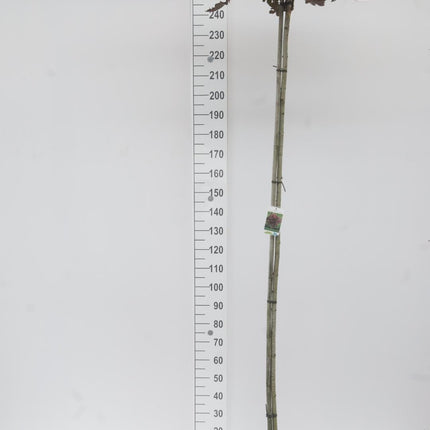 Acer platanoides 'Crimson Sentry' – Rode Noorse Bol-Esdoorn