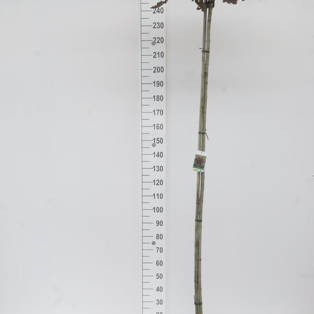 Acer platanoides 'Crimson Sentry' – Rode Noorse Bol-Esdoorn