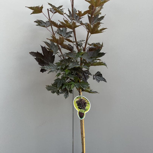 Acer platanoides 'Crimson Sentry' – Rode Noorse Bol-Esdoorn