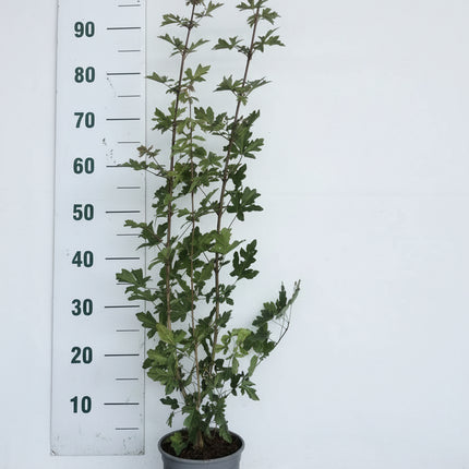 Acer Campestre Veldesdoorn in grijze kweekpot met witte achtergrond