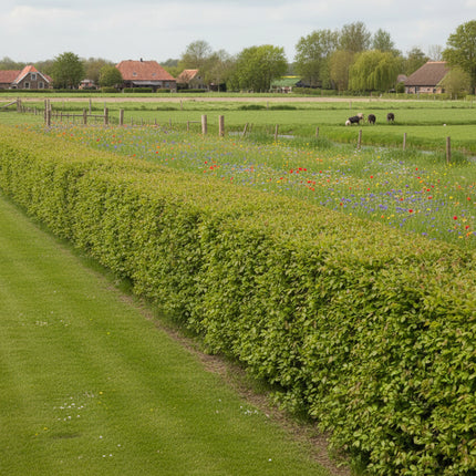 acer campestre veldesdoorn in boederij landschap