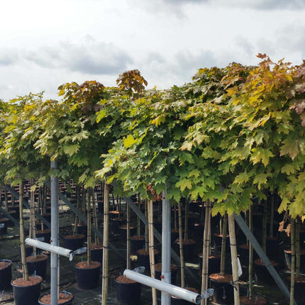 Acer campestre 'Nanum' - Bol-veldesdoorn