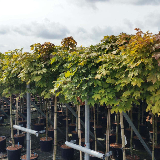 Acer campestre 'Nanum' - Bol-veldesdoorn