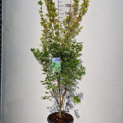 Acer palmatum ‘Sangokaku’ – Japanse esdoorn