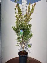 Afbeelding in Gallery-weergave laden, Acer palmatum ‘Sangokaku’ – Japanse esdoorn
