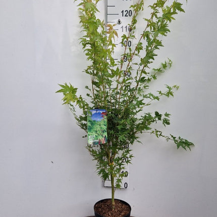 Acer palmatum ‘Sangokaku’ – Japanse esdoorn