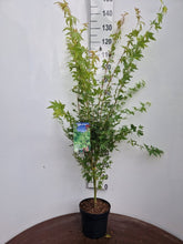Afbeelding in Gallery-weergave laden, Acer palmatum ‘Sangokaku’ – Japanse esdoorn
