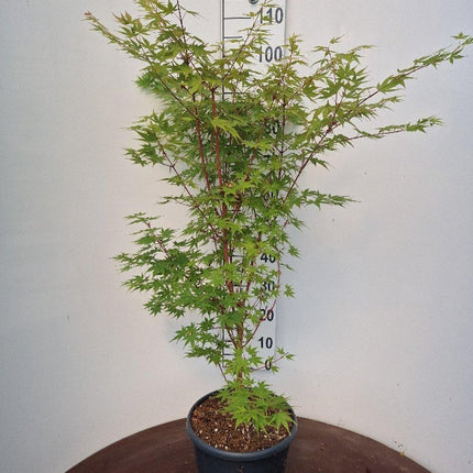 Acer palmatum ‘Sangokaku’ – Japanse esdoorn