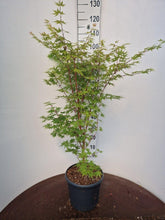 Afbeelding in Gallery-weergave laden, Acer palmatum ‘Sangokaku’ – Japanse esdoorn
